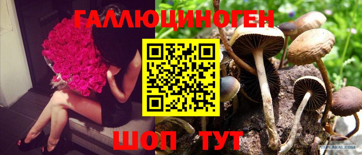 Псилоцибиновые грибы Cubensis Брянск